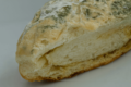 Bread Ropiness Do Bread Crumbs Go Bad (Shelf Life & Storage Tips)