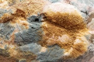 How Soon After Eating Moldy Bread Will I Get Sick